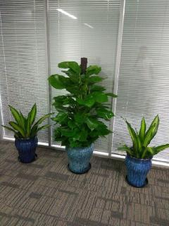 石景山区花卉绿植租赁服务 打造绿色办公环境的最佳选择