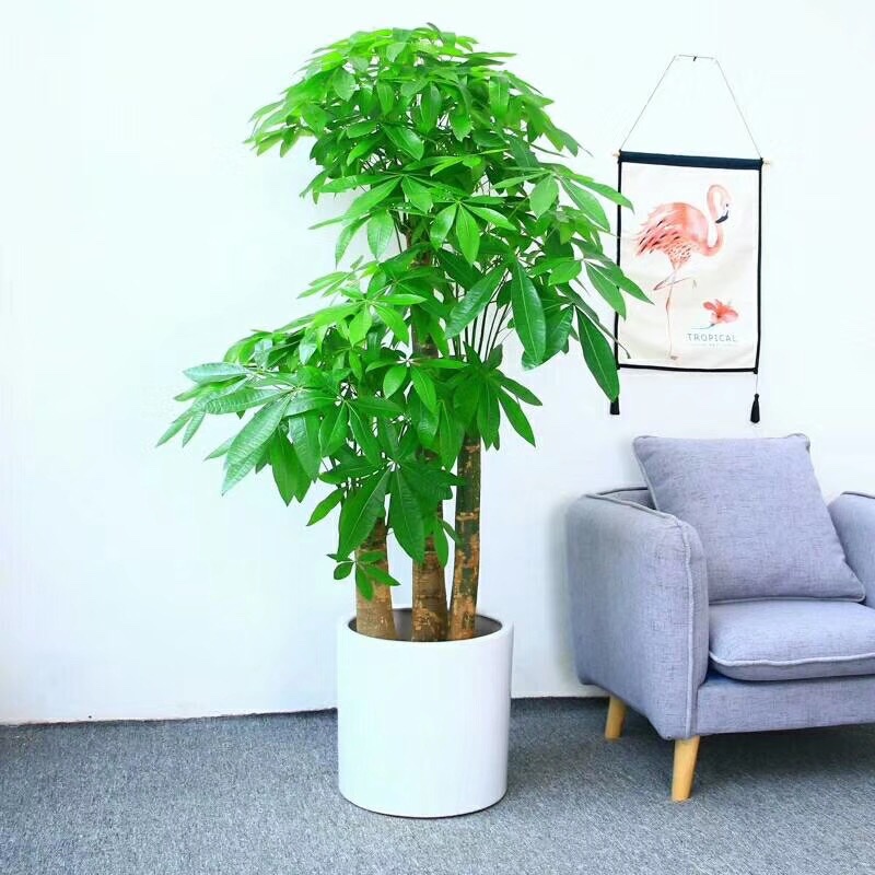 苏州绿植租赁与花卉租摆全指南 让空间焕然一新