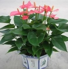 深圳租花全指南 花卉租摆与绿植租赁的高效解决方案