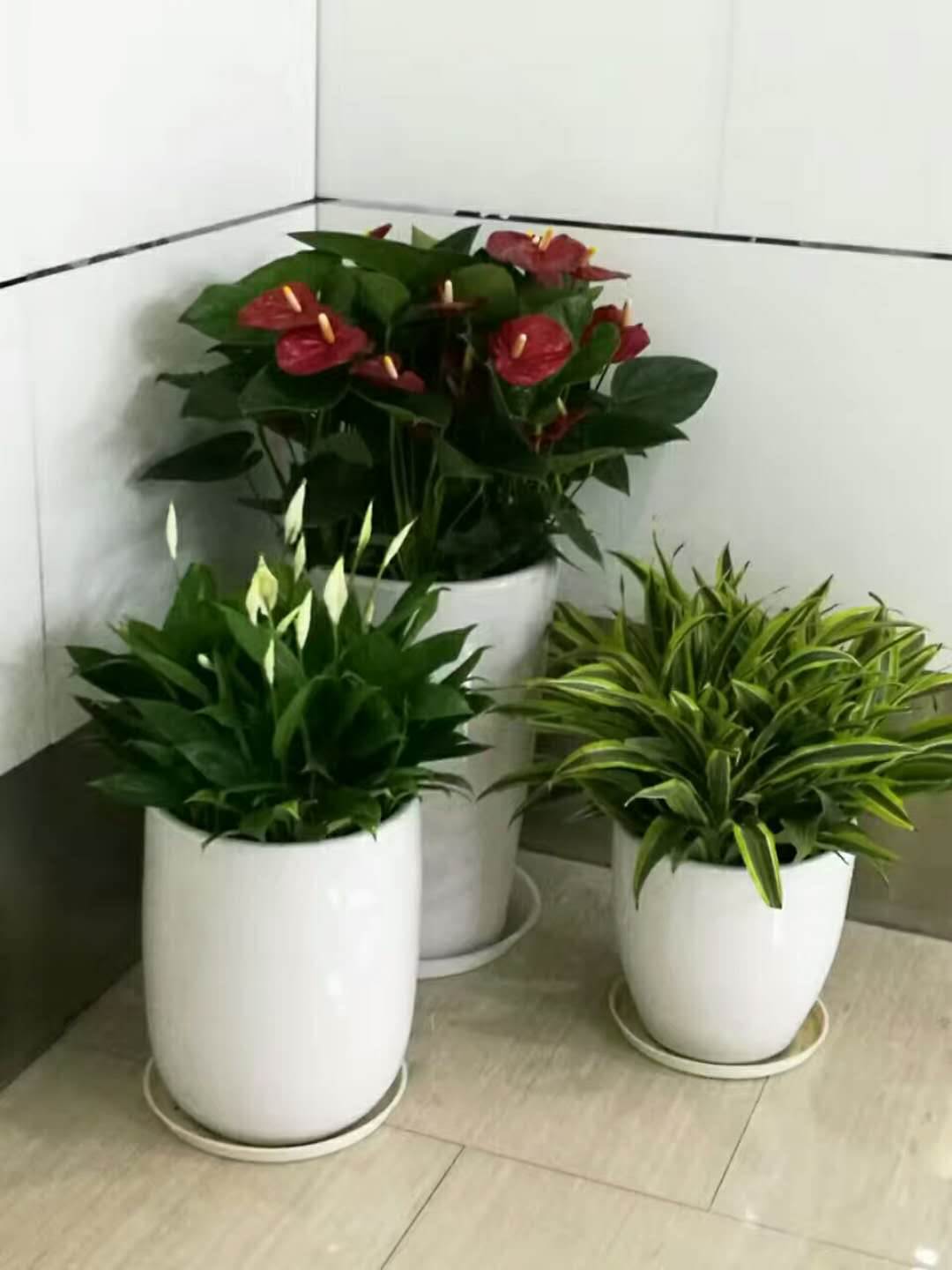 上海盆栽花卉出租 办公室室内绿化设计的品质之选