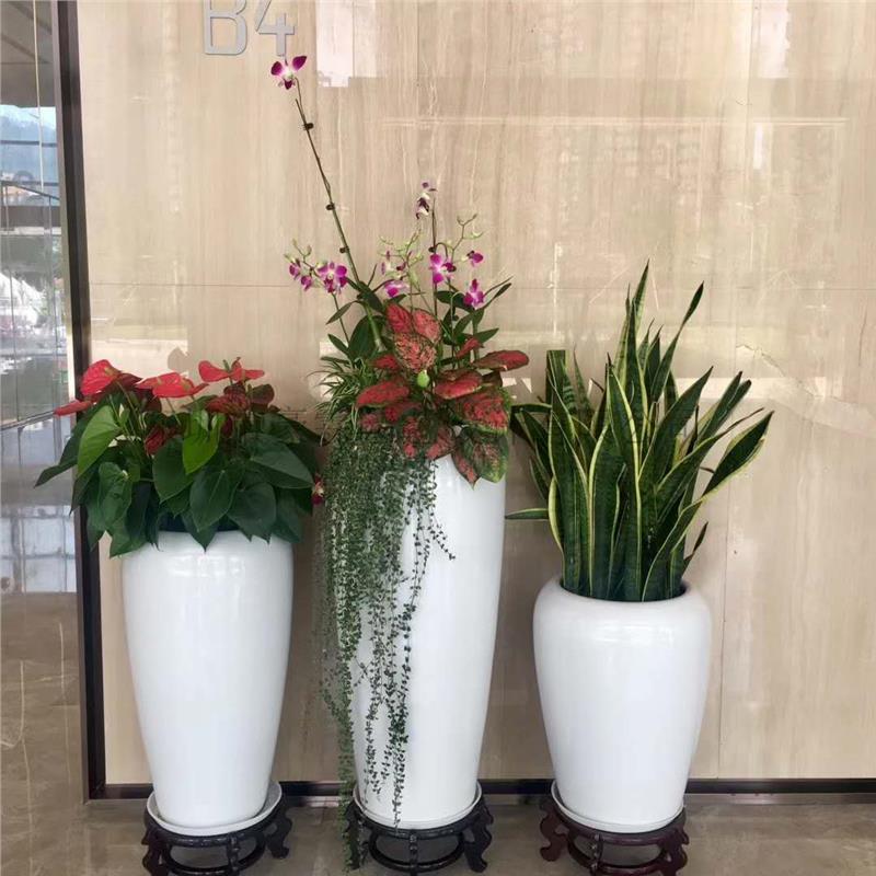绿色办公新风尚 租赁绿植如何成为企业降本增效的最优解