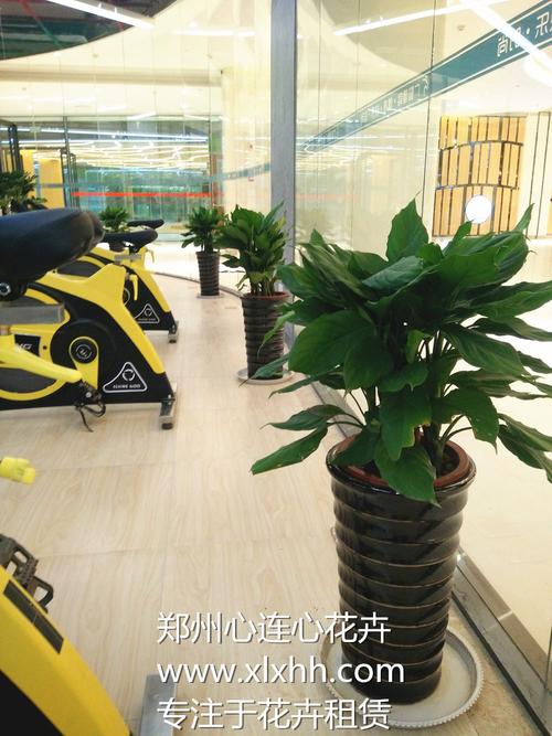 郑州租花公司 花卉绿植租借，打造绿色办公与生活空间