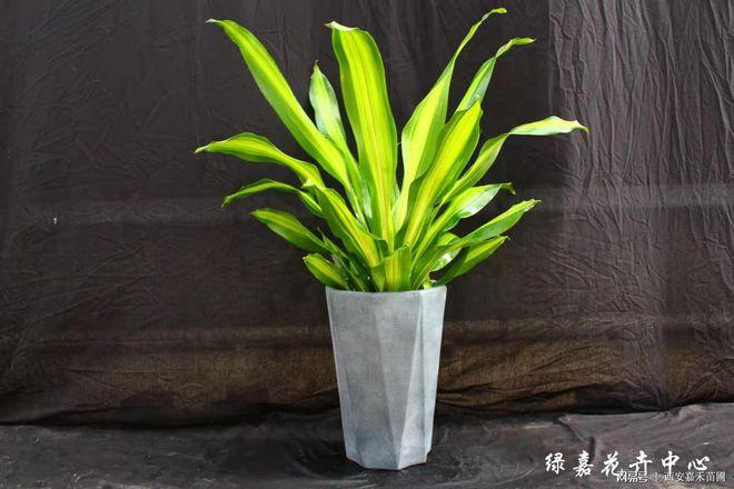 西安绿嘉花卉中心 专业花卉租摆与绿植租赁服务，打造绿色办公空间