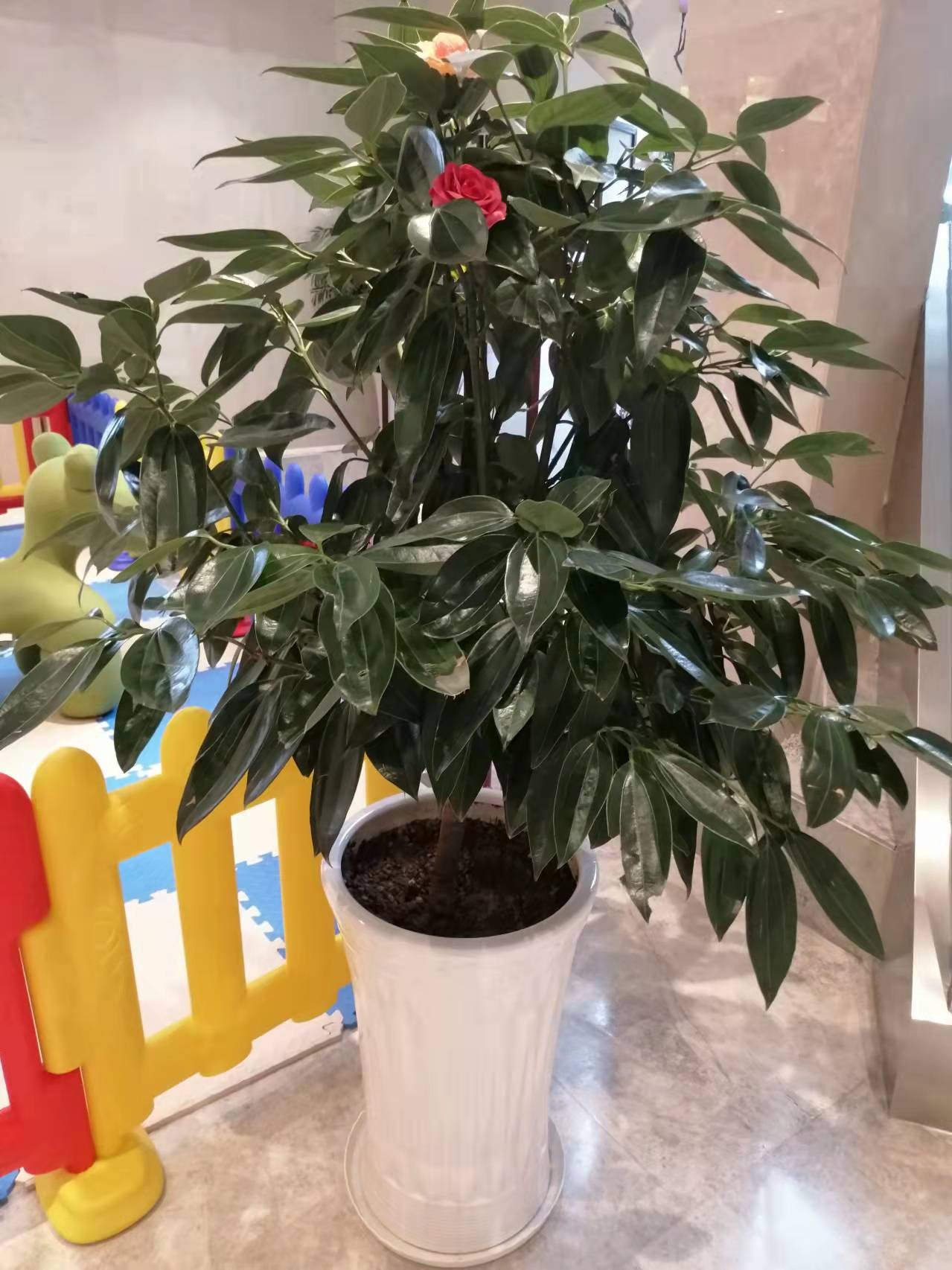 燕郊绿植租摆与花卉租赁全指南 为企业与家庭打造绿色生态空间