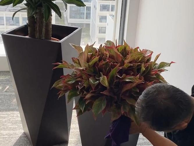 办公室花卉租赁与绿植设计 打造舒适高效的绿色办公空间